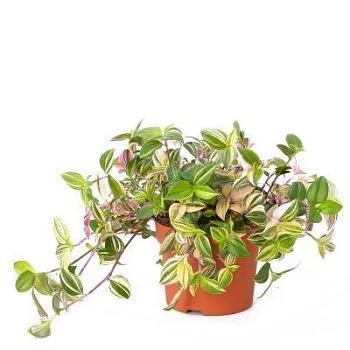 Традесканция Пурпл Харт 12/10