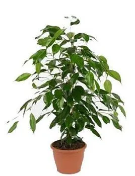 Фикус Данита 17/70