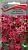 Петуния ампельная Лавина пурпурная F1 (цветной пакет) 10шт; Поиск