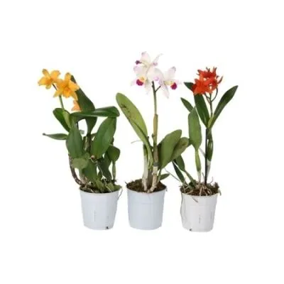 Каттлея Микс 12/35 фото в интернет-магазине Флоранж