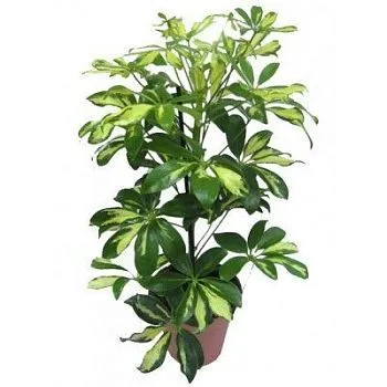 Шефлера Герда 13/45