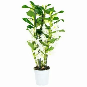 Дендробиум Нобиле Вайт 12/50