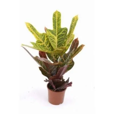 Кодиум Экселент 17/55 фото в интернет-магазине Флоранж