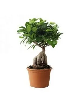 Фикус Микрокарпа 12/30