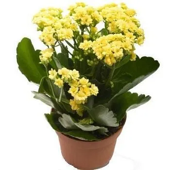 Каланхое Каландива Йеллоу 10/25