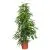 Фикус Амстел Кинг 27/145 фото в интернет-магазине Флоранж