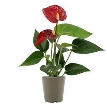 Антуриум Микра 12/40