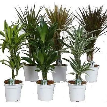 Драцена Микс 17/45