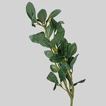 Родомирт войлочный, 52 см зеленый