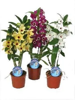 Дендробиум Нобиле Микс 12/50