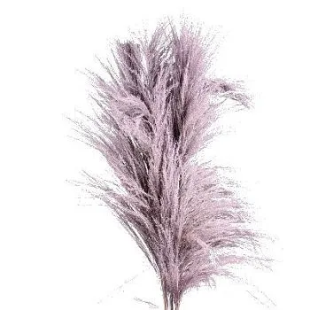 кортадерия Краш Милка фото вживую в руках, состав, цветовая гамма 