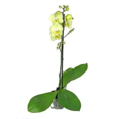 Фаленопсис микс 12/60 1 ств желтый фото в интернет-магазине Флоранж