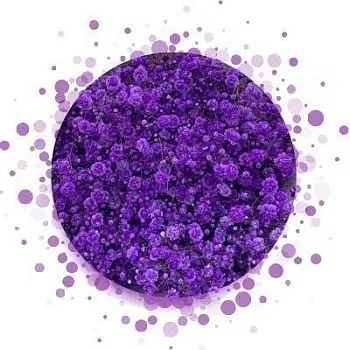 гипсофила Крашенная Виолет; Израиль фото вживую в руках, состав, цветовая гамма 