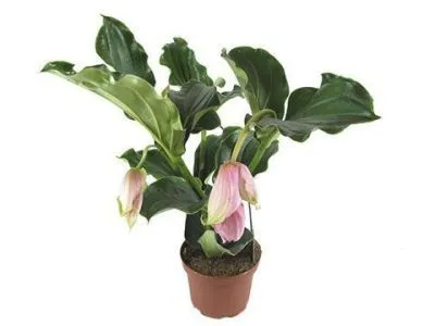 Мединилла Магнифика 14/40 фото в интернет-магазине Флоранж