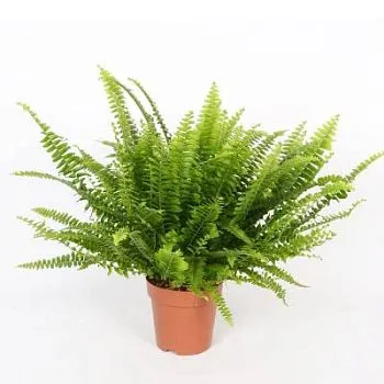 Нефролепис Грин Леди 14/30