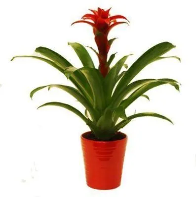 Гузмания Дэнис 12/40 фото в интернет-магазине Флоранж