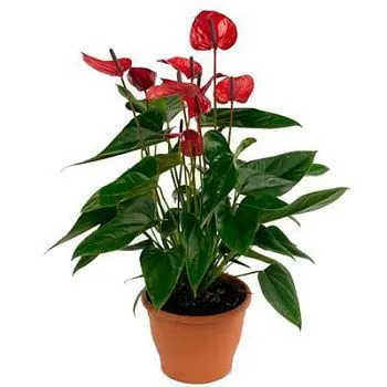 Антуриум Липстик Ред 14/50