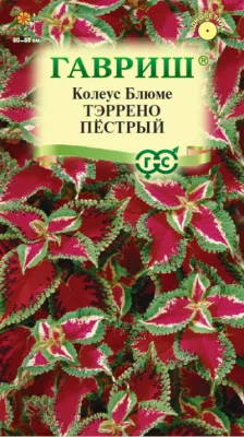 Колеус Тэррено пестрый (цветной пакет) 4шт; Гавриш фото в интернет-магазине Флоранж