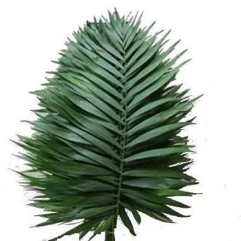 чико типс фото вживую в руках, состав, цветовая гамма 