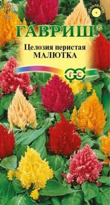 Целозия перистая Малютка (цветной пакет) 0,01г; Гавриш фото в интернет-магазине Флоранж
