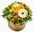 Цветы в коробке Свежесть , состав Гербера Хризантема кустовая Эустома, цвет букета Желтый, подходит Маме Учителю