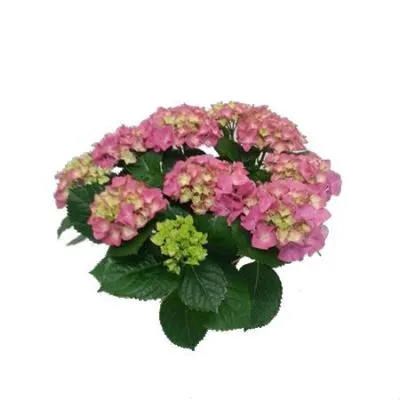 Гидрангия Пинк 13/35 фото в интернет-магазине Флоранж