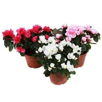 Азалия Микс 13/30