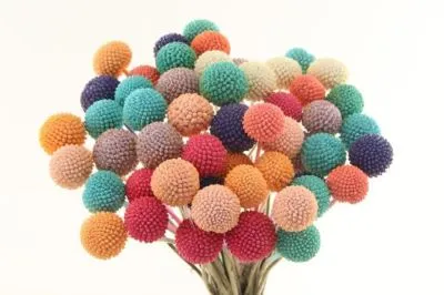 краспедия крашеная Блюм Микс фото в интернет-магазине Флоранж