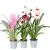 Мильтония 12/40 Мильтония 12/40