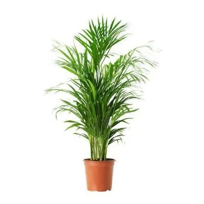 Дипсис 17/75 фото в интернет-магазине Флоранж