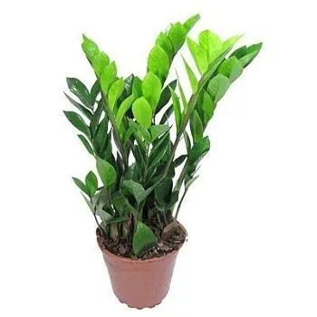 Замиокулкас Микро 10/30