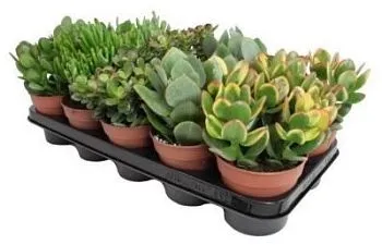 Крассула Микс 12/20