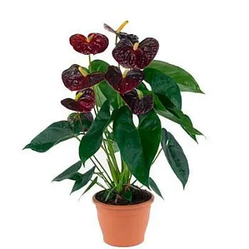 Антуриум Арамон 14/50