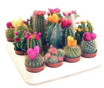 Кактус Маммилярия 05/10 фото в интернет-магазине Флоранж