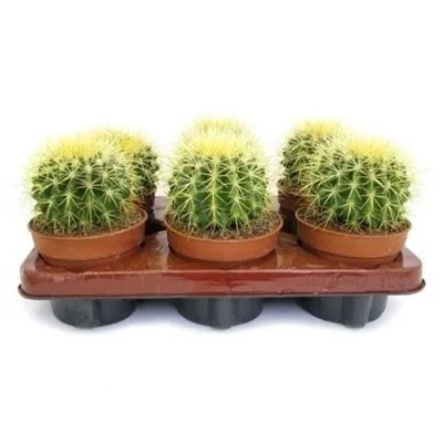 Кактус Эхиногрузони 08/10 фото в интернет-магазине Флоранж