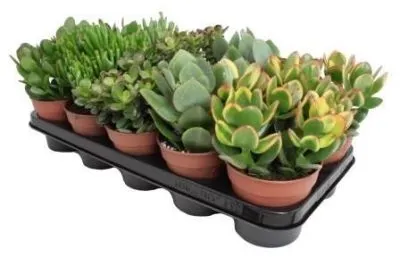 Крассула Микс 12/20 фото в интернет-магазине Флоранж