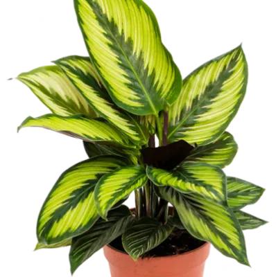 Калатея Бьюти Стар 14/30 фото в интернет-магазине Флоранж