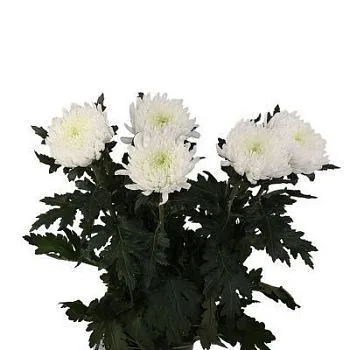 Хризантема одноголовая белая  фото вживую в руках, состав, цветовая гамма 