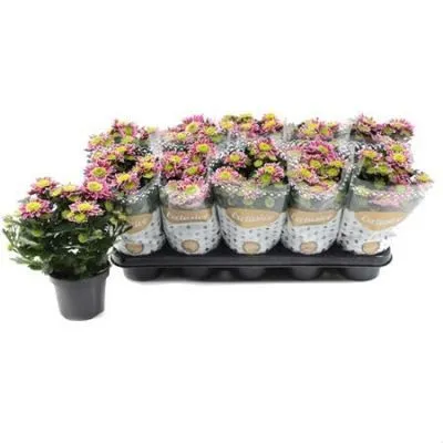 Хризантема Саба 12/30 фото в интернет-магазине Флоранж