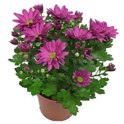 Хризантема кустовая Маргарита Пурпл 13/30 фото в интернет-магазине Флоранж