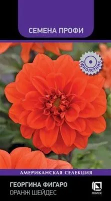 Георгина Фигаро Оранж Шейдес (цветной пакет) 10шт; Поиск фото в интернет-магазине Флоранж