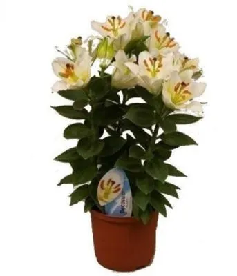 Лилия Ориент Санни Киз 13/45 фото в интернет-магазине Флоранж