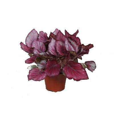 Бегония Рекс Инка Найт 12/25 фото в интернет-магазине Флоранж