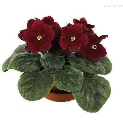 795,00 фото в интернет-магазине Флоранж