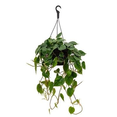 Филодендрон Сканденс 17/35 фото в интернет-магазине Флоранж