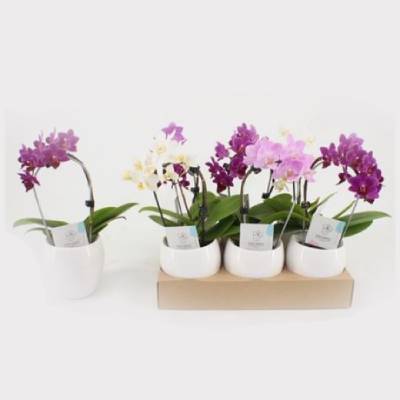 Фаленопсис Мини Каскад 06/20 керамика фото в интернет-магазине Флоранж