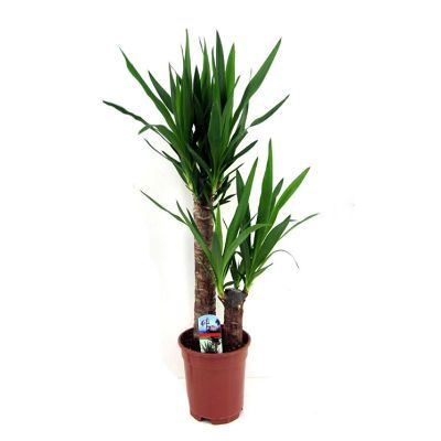 Юкка 17/70 2 ств. фото в интернет-магазине Флоранж