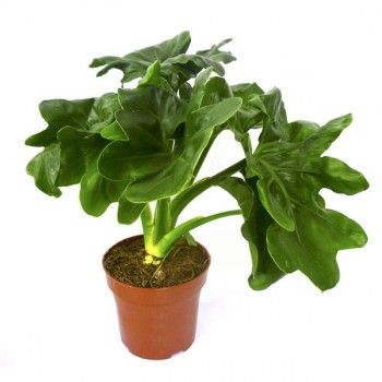 Филодендрон Атом 17/40