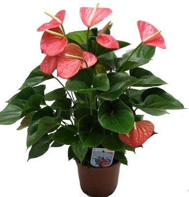 Антуриум Пинк 12/40 фото в интернет-магазине Флоранж Антуриум Пинк 12/40 фото в интернет-магазине Флоранж