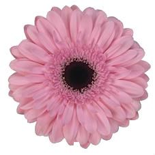 Гербера Аква Розовая; Россия фото в интернет-магазине Флоранж
